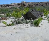 Bassia tomentosa. Цветущее растение в сообществе c Astydamia latifolia на пляже de la Concha. Испания, автономное сообщество Канарские острова, остров Фуэртэвентура, провинция Лас Пальмас, муниципалитет Ла Олива, пос. Эль Котильо. 10.03.2016.