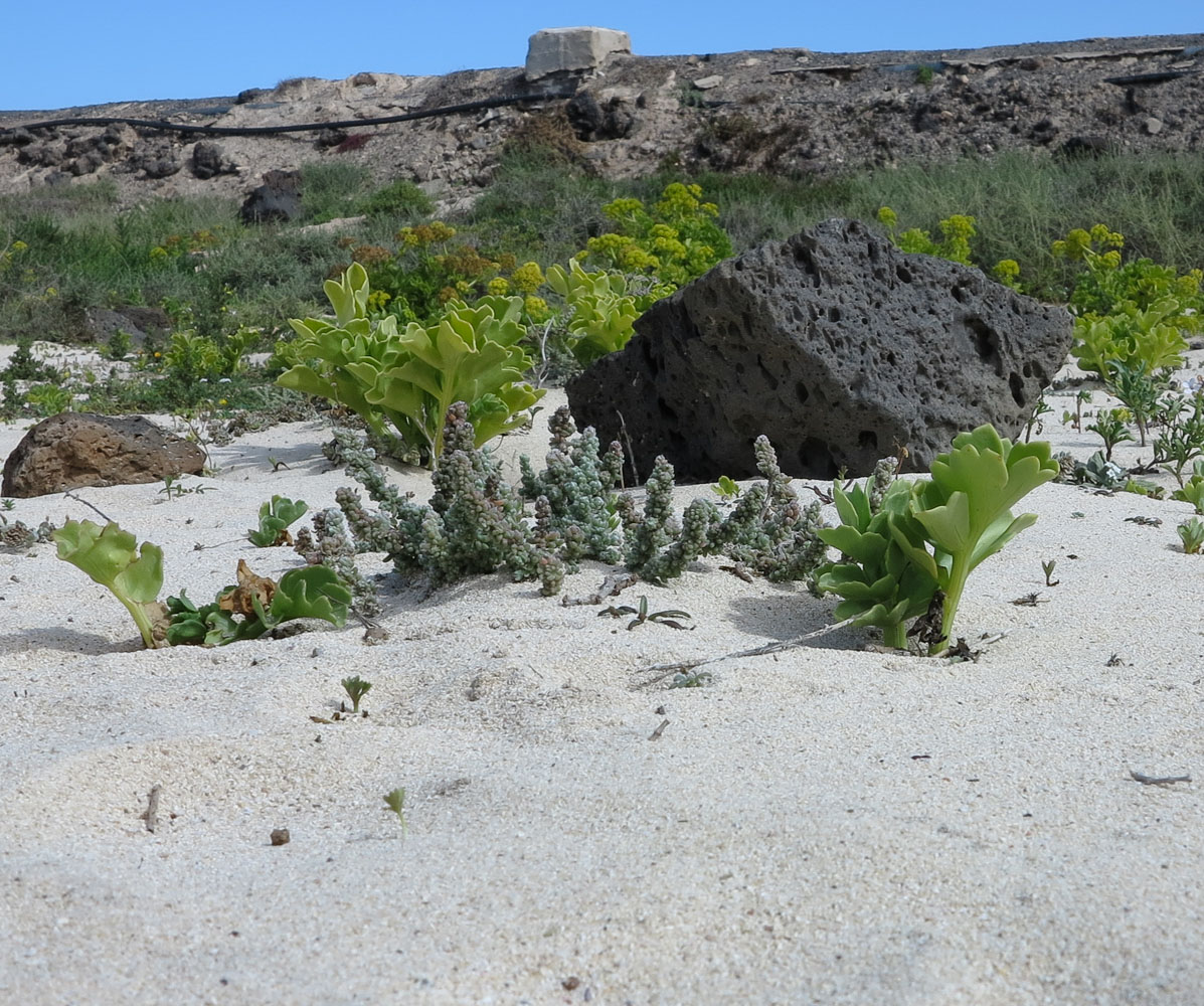 Image of Bassia tomentosa specimen.