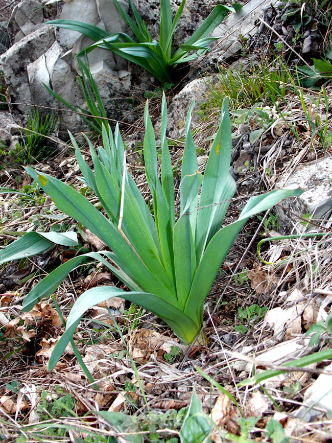 Изображение особи Eremurus spectabilis.