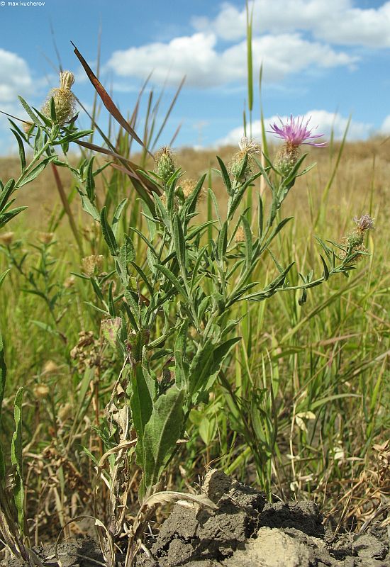 Изображение особи Centaurea trichocephala.