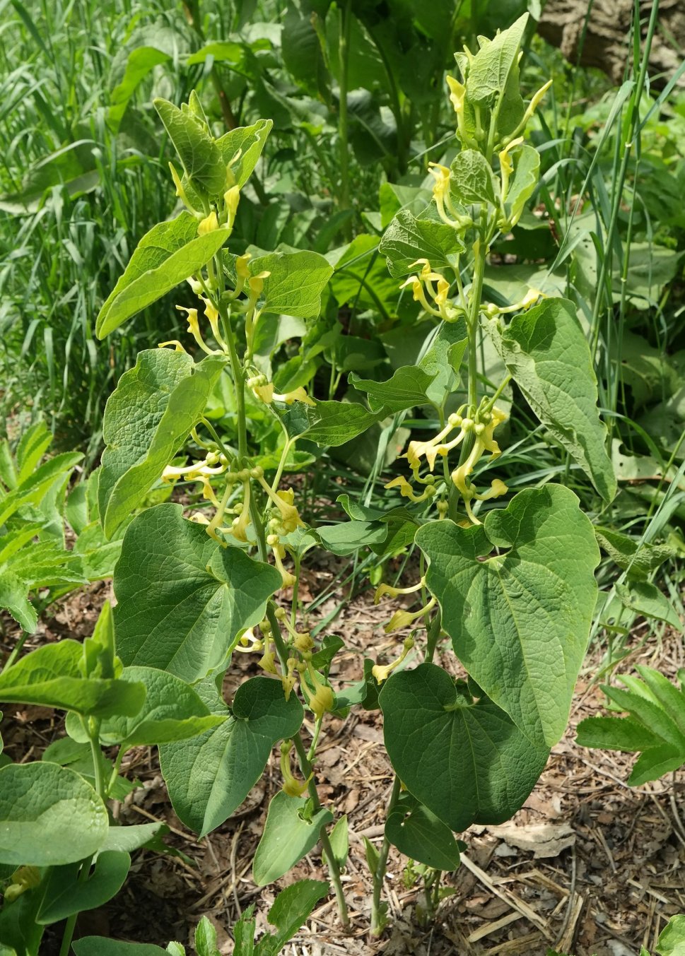 Изображение особи Aristolochia clematitis.