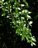 Osmanthus × burkwoodii. Верхушка веточки отцветающего растения. Германия, г. Мюнстер, ботанический сад Вестфальского университета. Июль 2014 г.