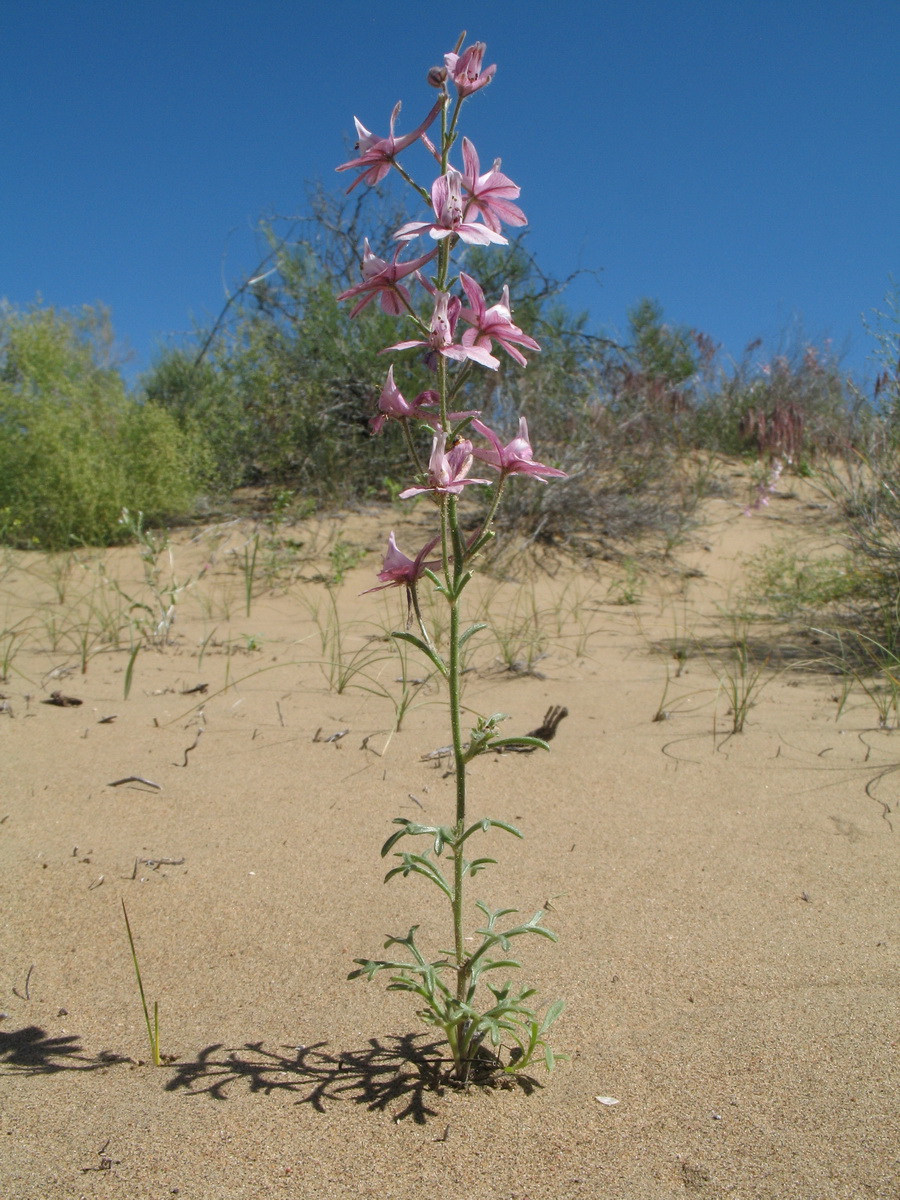 Изображение особи Delphinium camptocarpum.