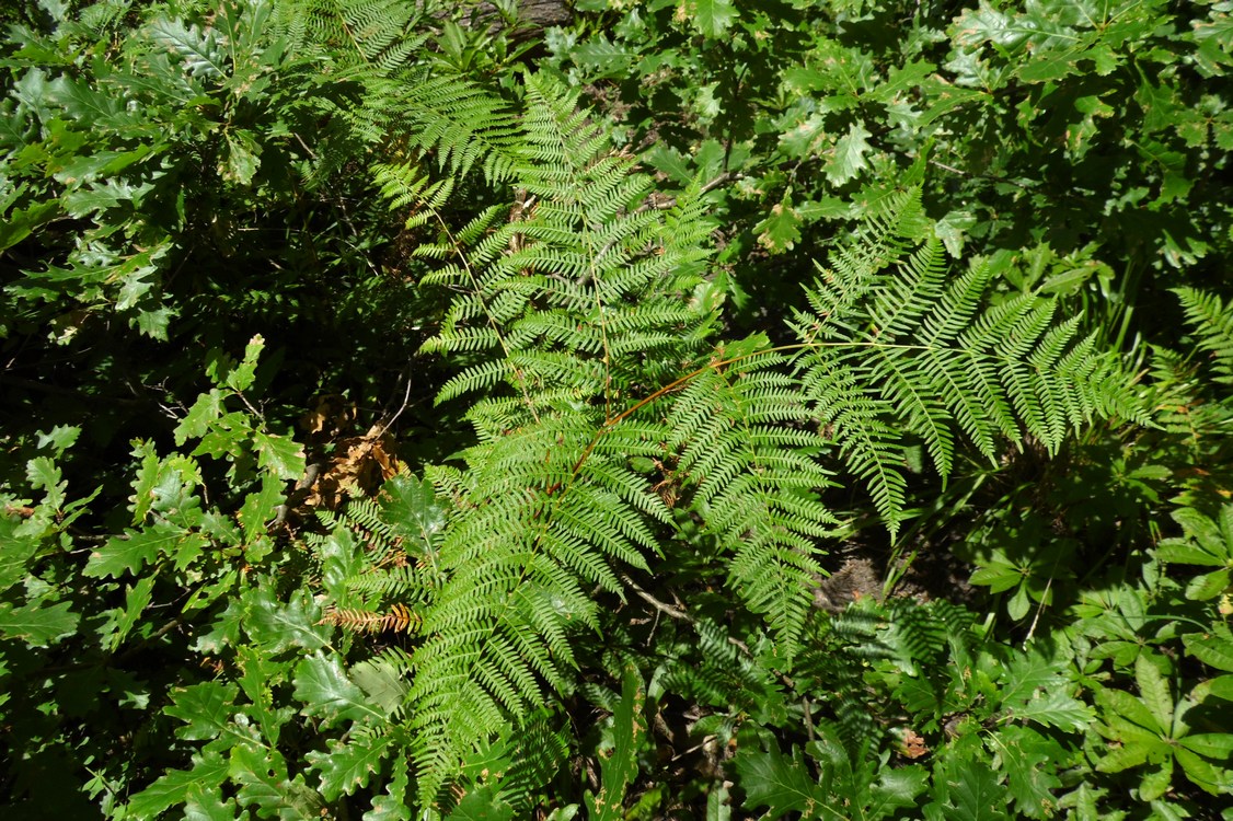 Image of Pteridium aquilinum specimen.