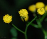 Tanacetum vulgare