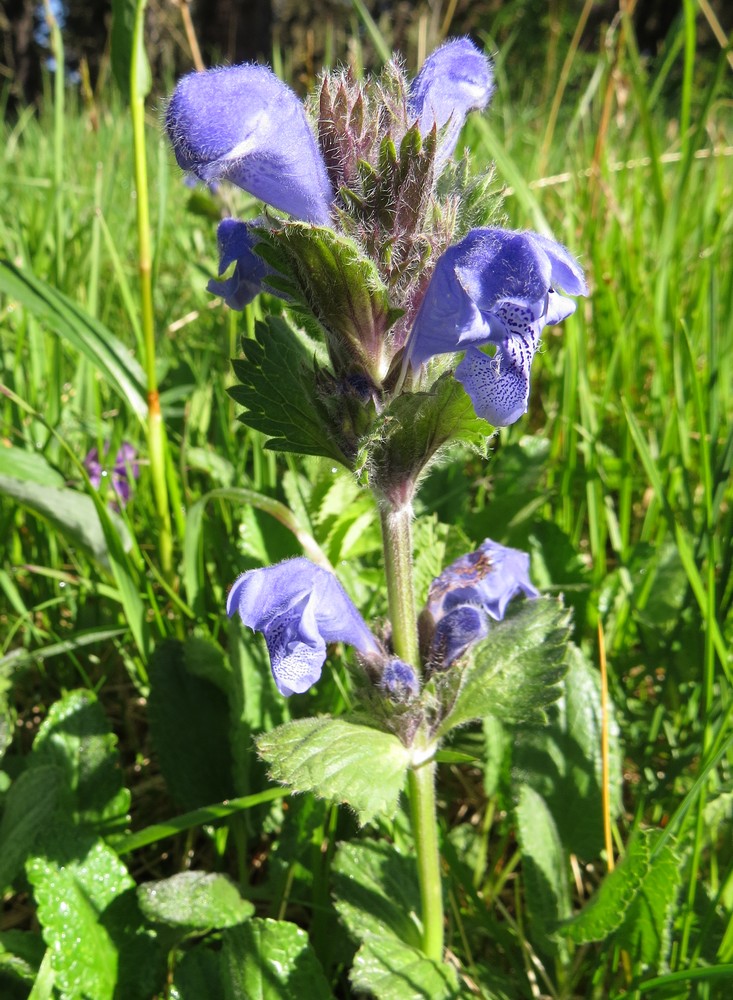 Image of Dracocephalum grandiflorum specimen.