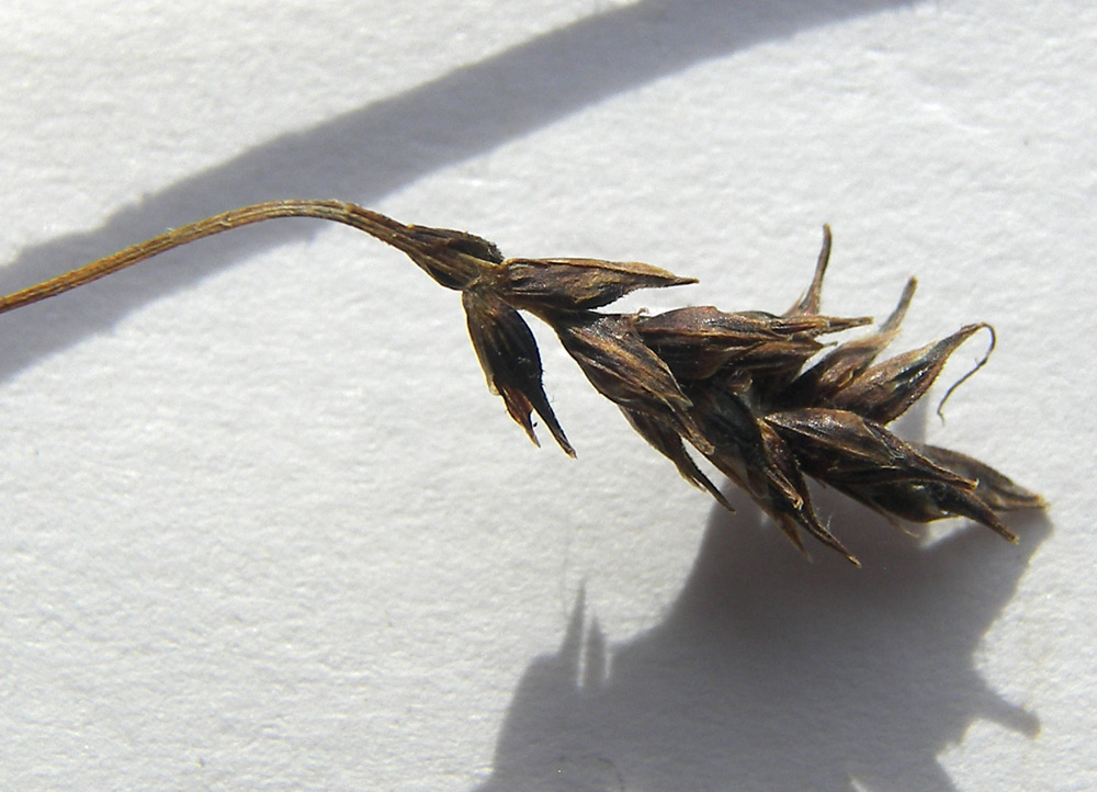 Image of Carex tristis specimen.