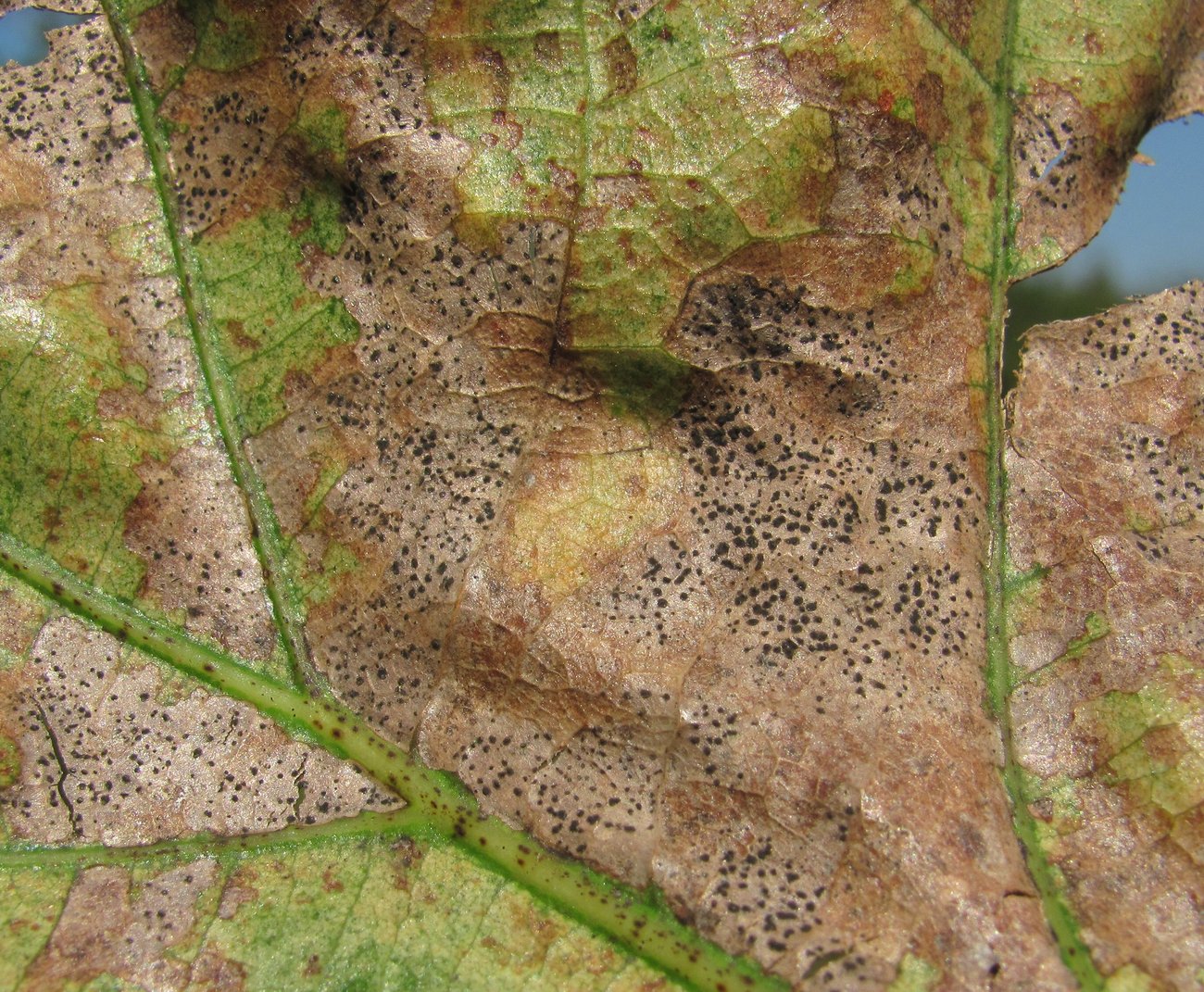 Image of Quercus robur specimen.