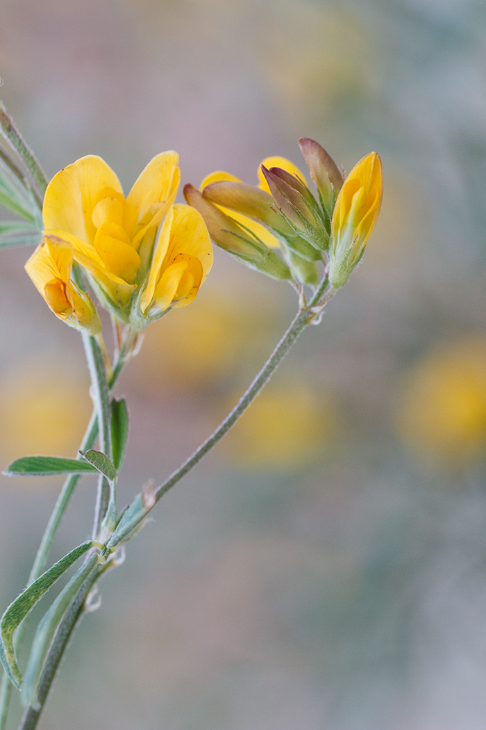 Изображение особи Medicago falcata.