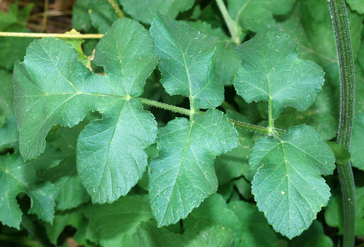 Image of Heracleum sibiricum specimen.