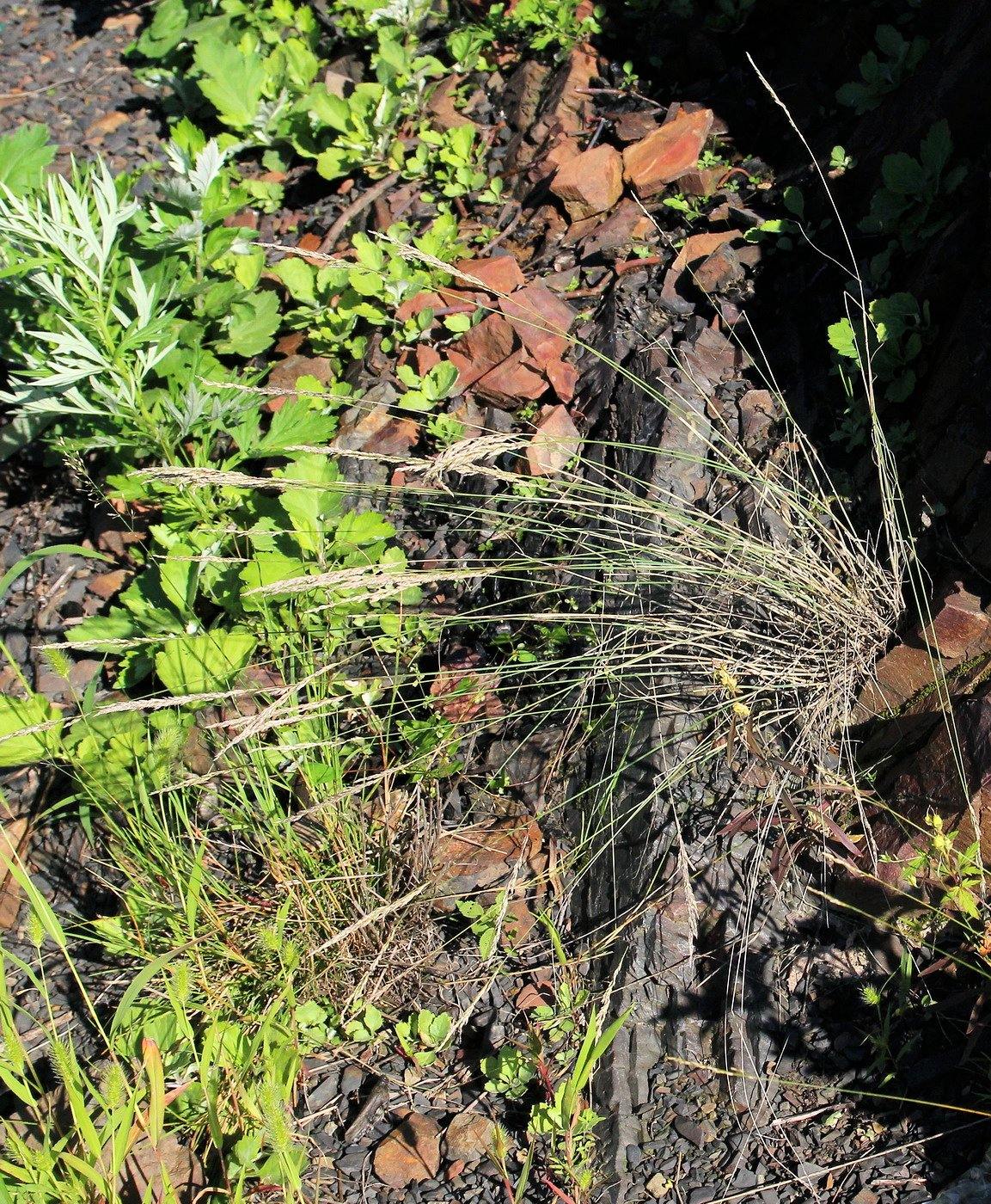 Image of Poa botryoides specimen.