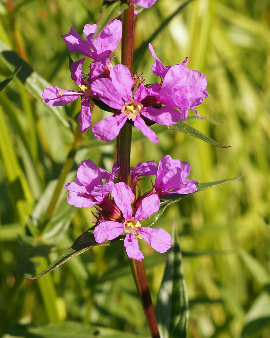 Image of Lythrum salicaria specimen.