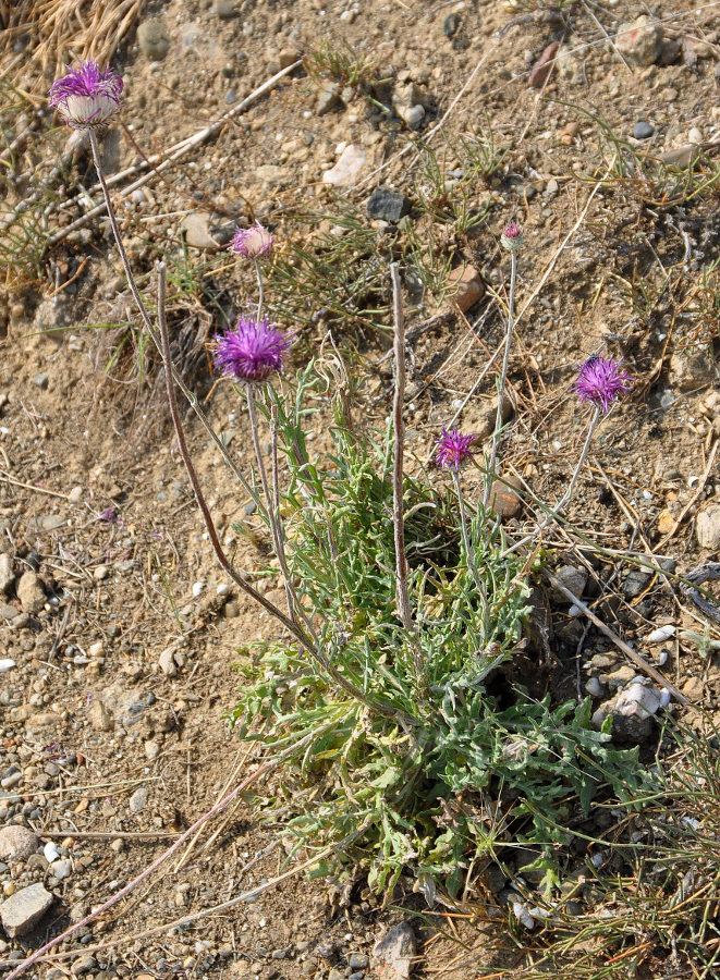 Image of Jurinea roegneri specimen.