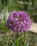 Allium macleanii