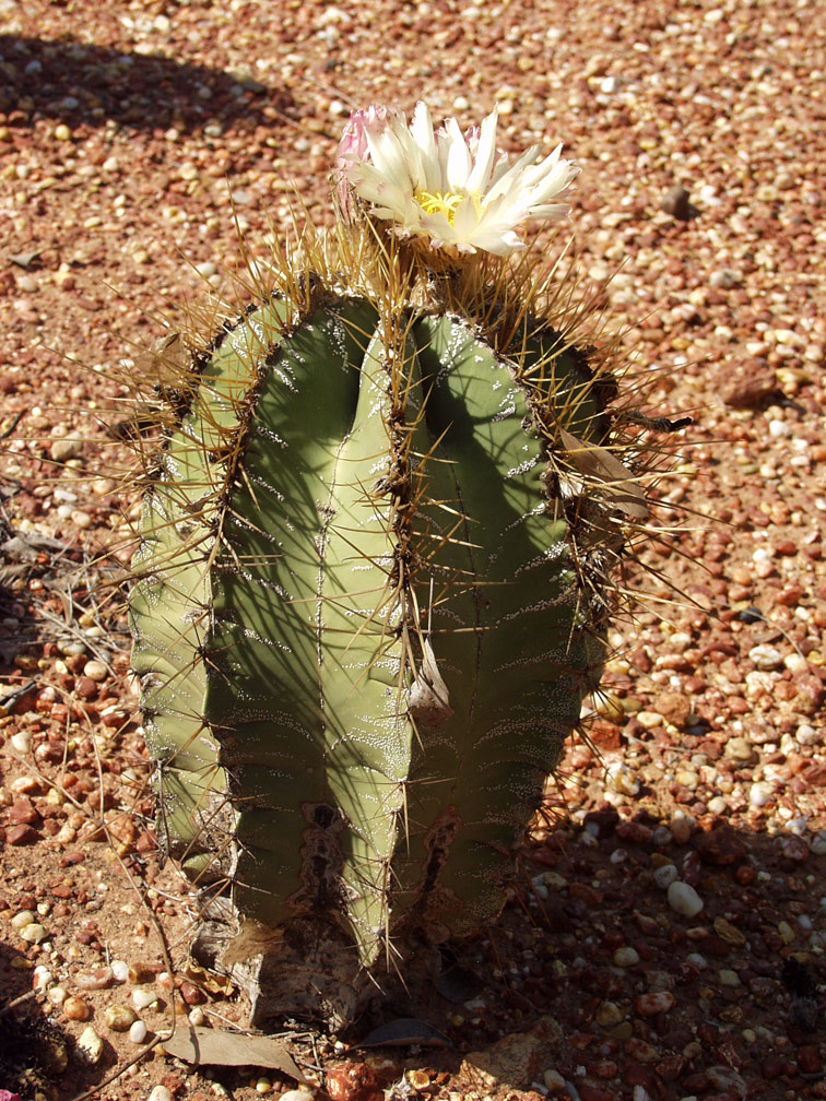 Image of Astrophytum ornatum specimen.