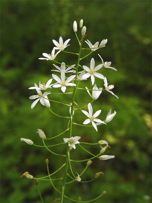 Image of Ornithogalum arcuatum specimen.