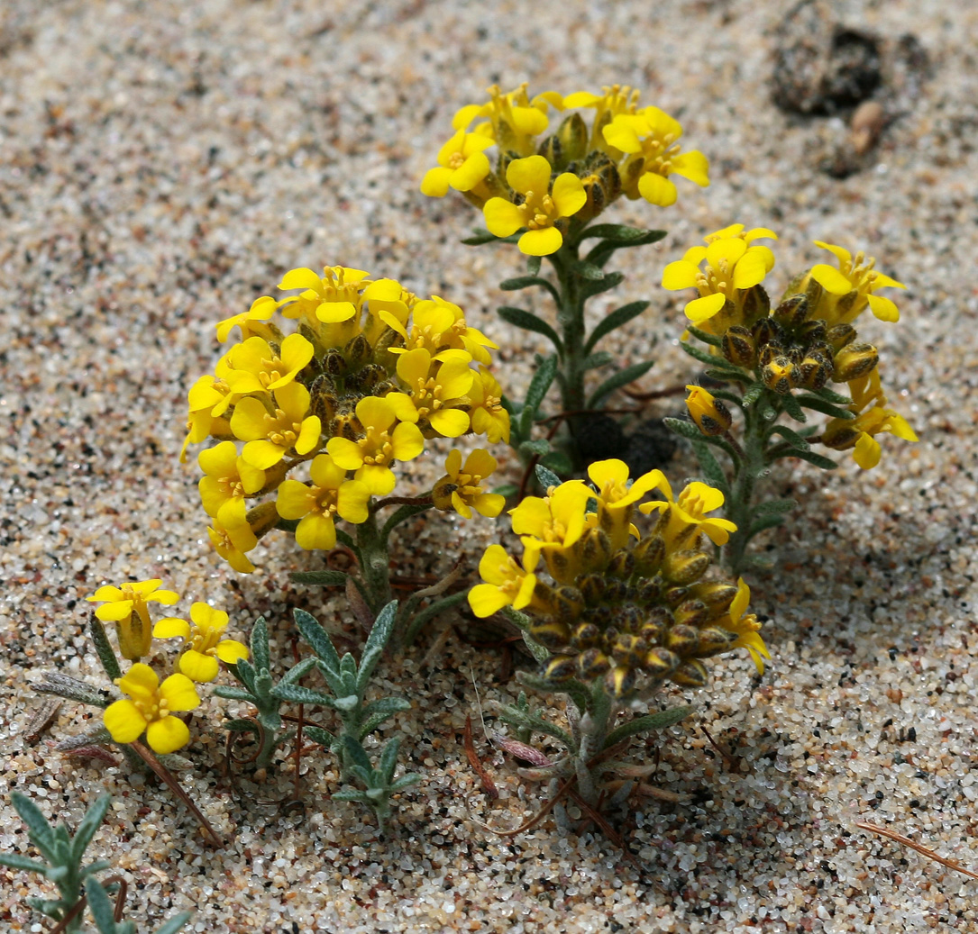 Image of Alyssum lenense specimen.