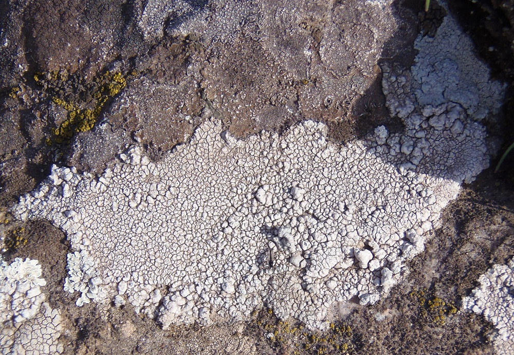 Image of familia Lecanoraceae specimen.