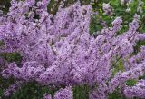 Смотреть изображение Syringa persica