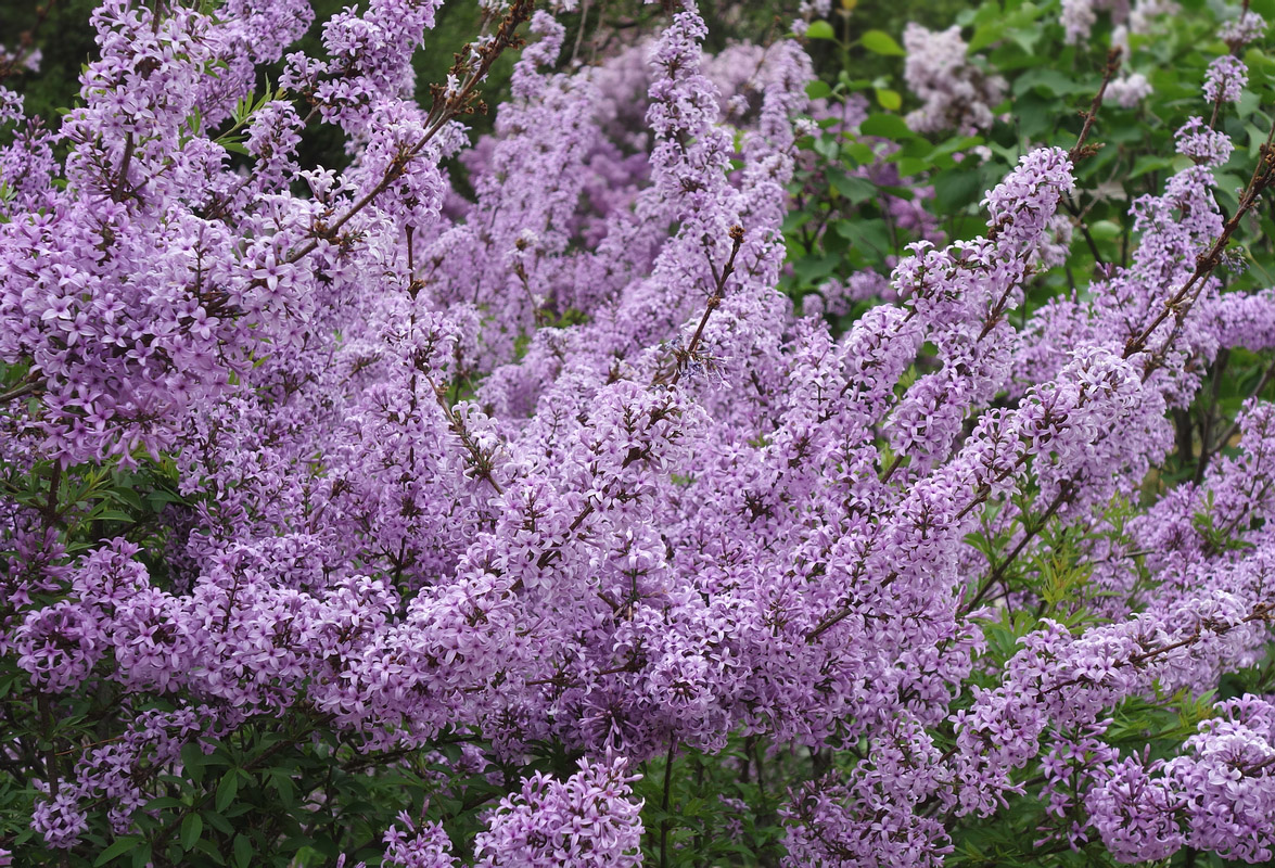 Изображение особи Syringa persica.