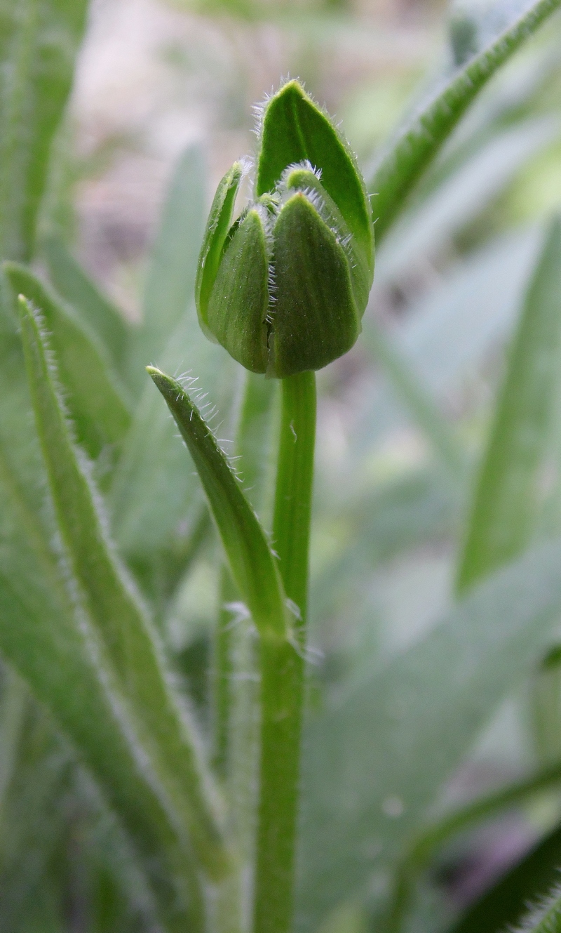 Image of Coreopsis grandiflora specimen.