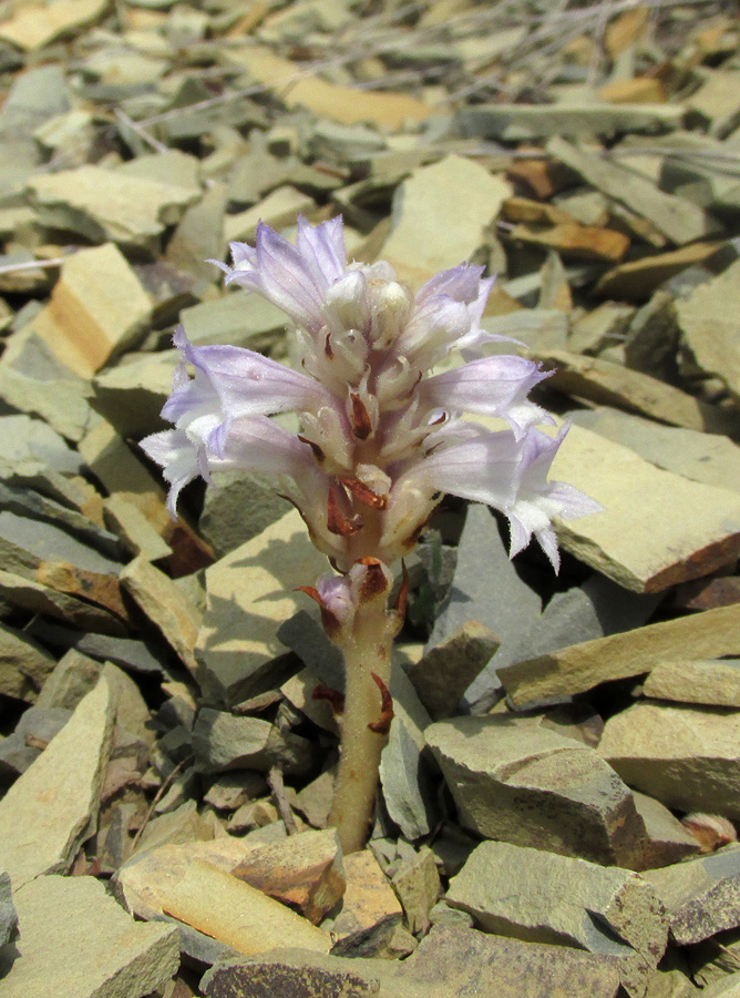 Image of Phelipanche gussoneana var. zosimae specimen.