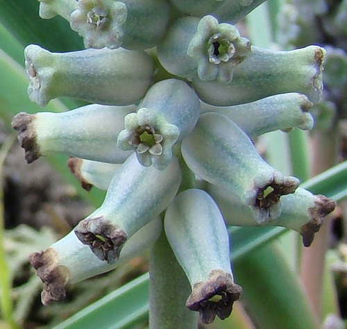 Image of Muscari muscarimi specimen.