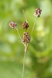 Luzula multiflora