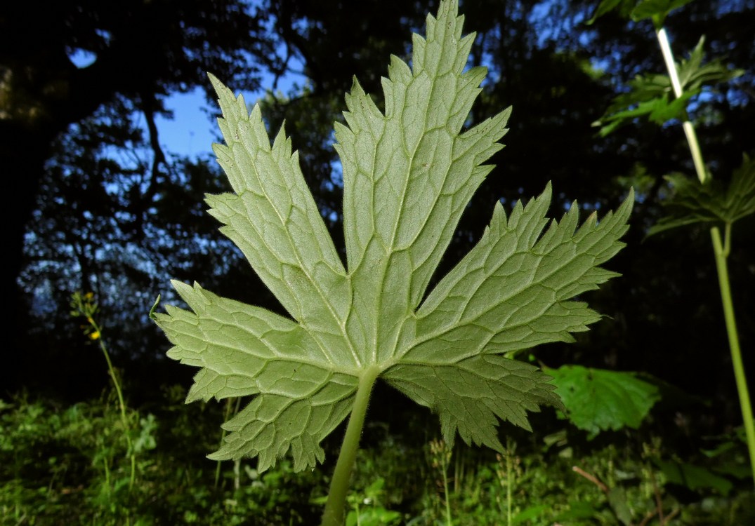 Image of Aconitum orientale specimen.