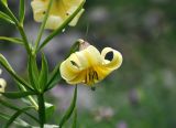 Lilium kesselringianum