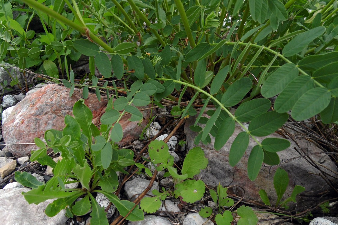 Image of Hedysarum caucasicum specimen.