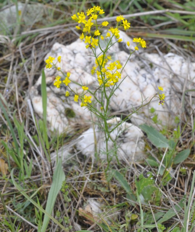 Image of genus Rorippa specimen.