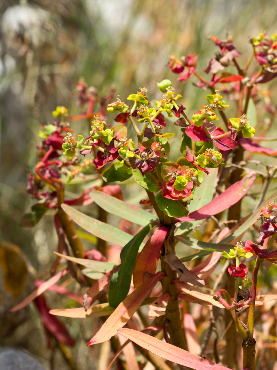 Изображение особи Euphorbia dendroides.