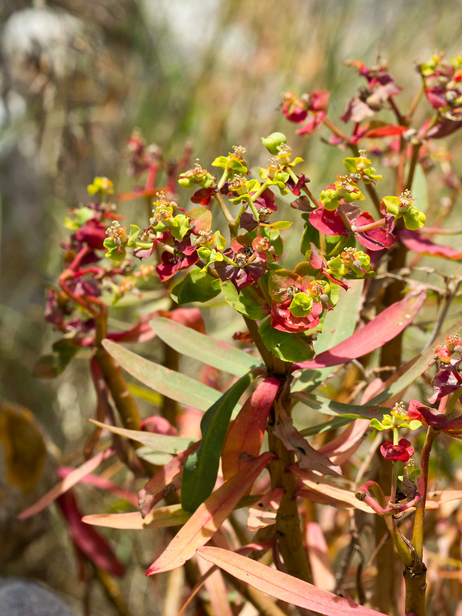 Image of Euphorbia dendroides specimen.