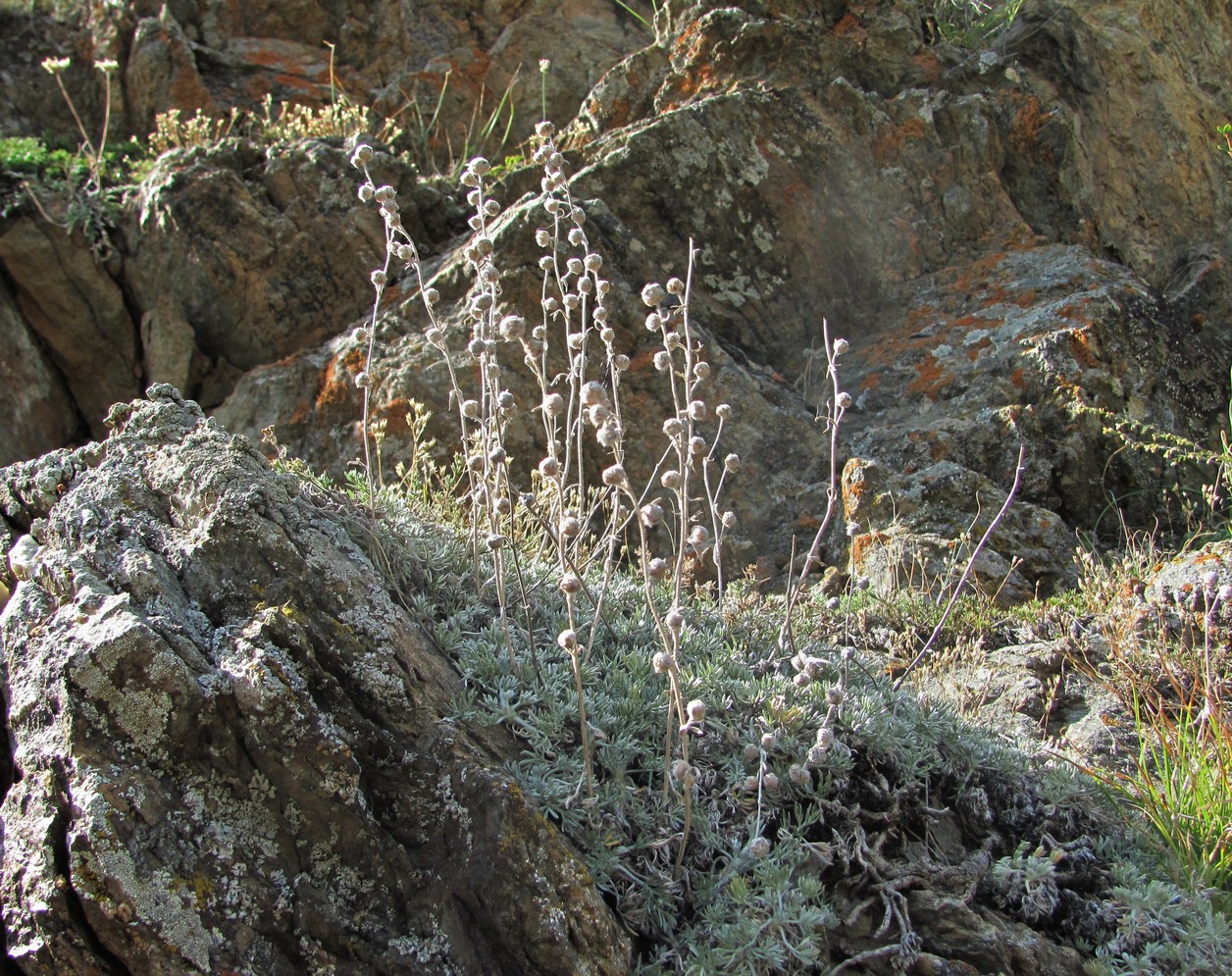 Изображение особи Artemisia splendens.