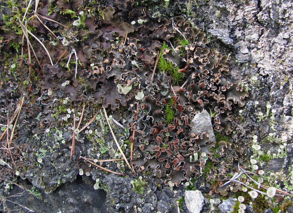 Image of genus Peltigera specimen.