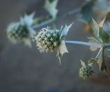 Eryngium maritimum. Верхушка цветущего растения. Крым, Сакский р-н, окр. пос. Прибрежное, песчаный пляж. 08.08.2017.