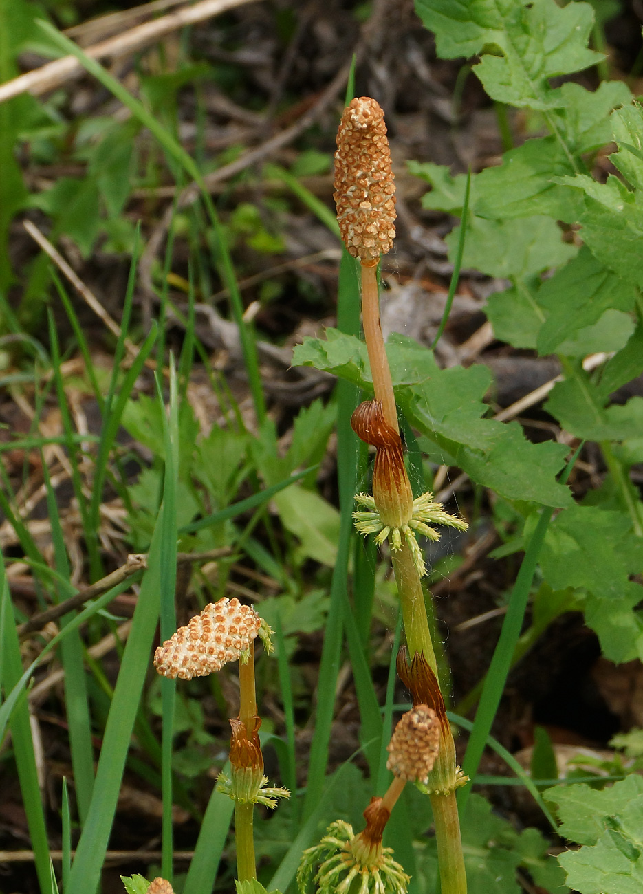 Image of Equisetum sylvaticum specimen.