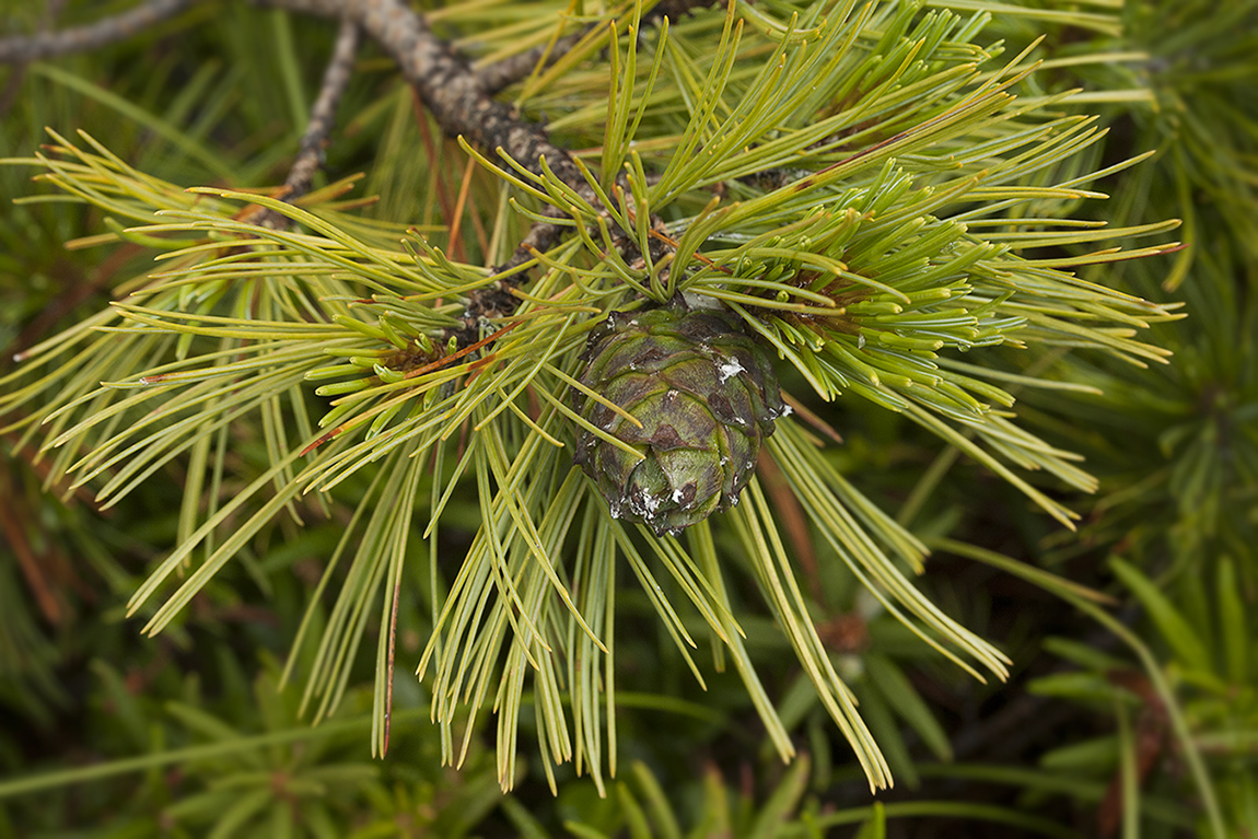 Image of Pinus pumila specimen.