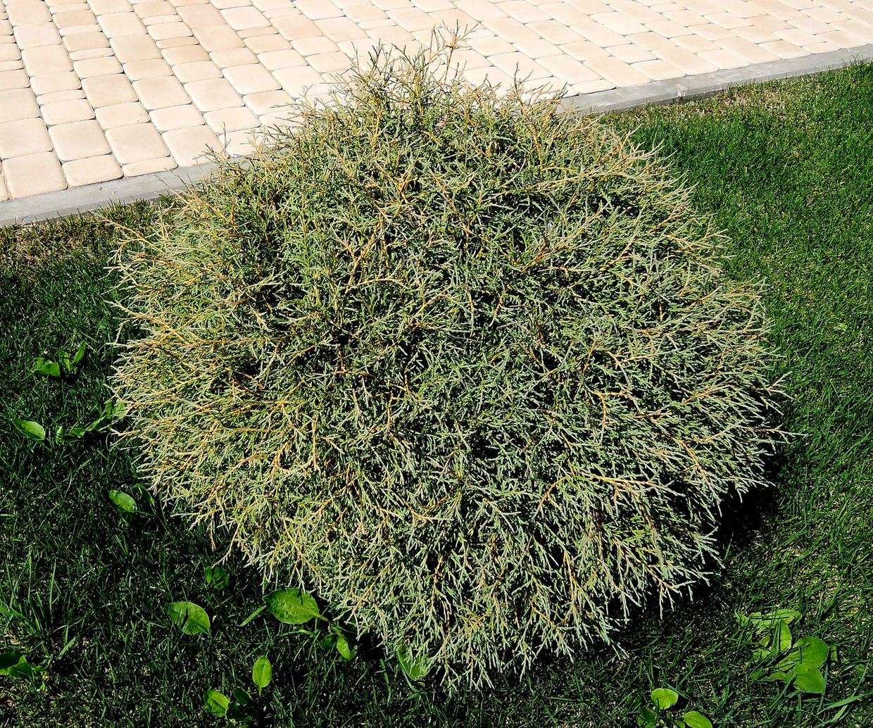 Изображение особи Thuja occidentalis.