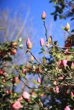 Magnolia × soulangeana. Веточки с распускающимися цветками и листовыми почками (фон - Camellia japonica). Абхазия, г. Сухум, Сухумский ботанический сад, в культуре. 7 марта 2016 г.