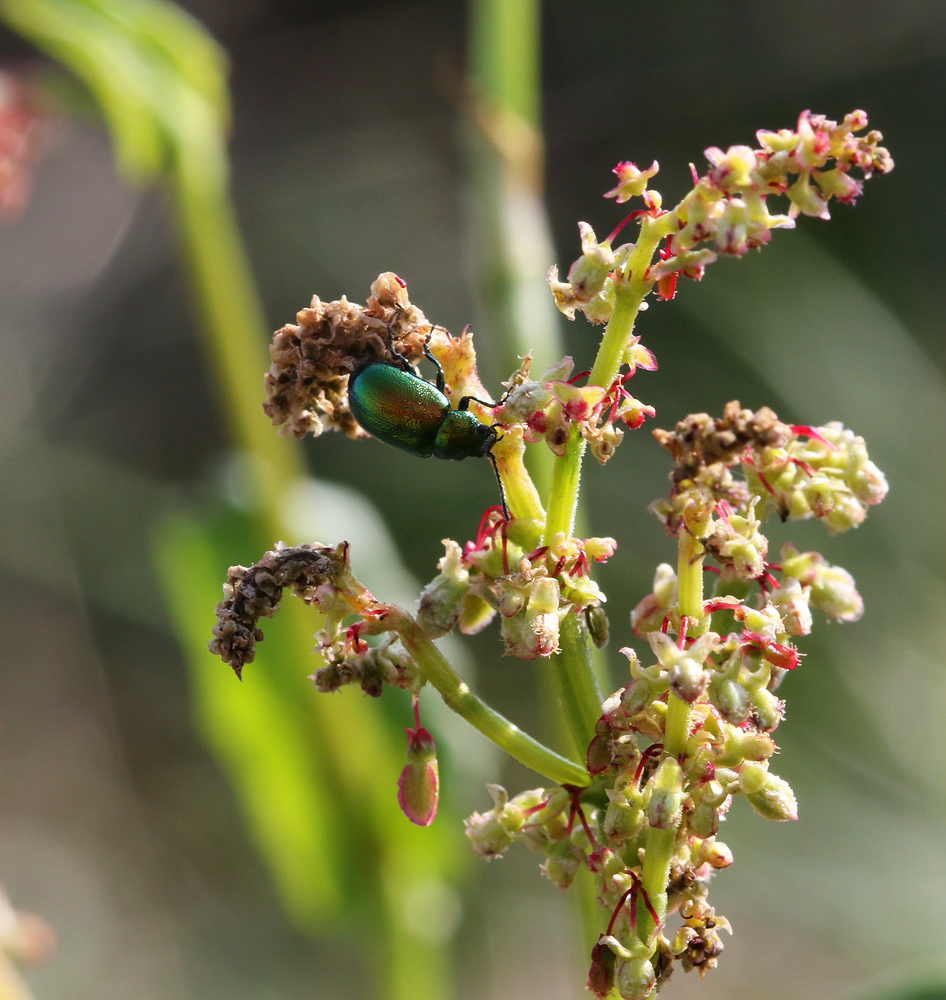 Image of genus Rumex specimen.