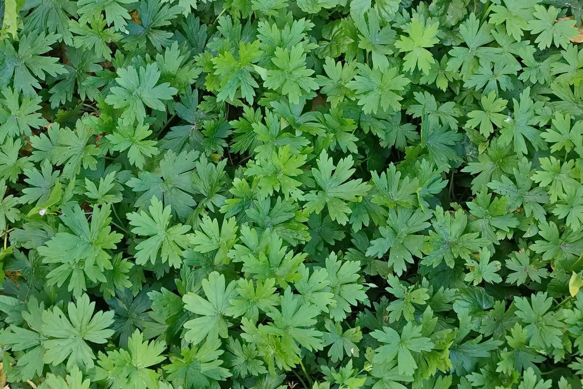 Image of Geranium sibiricum specimen.