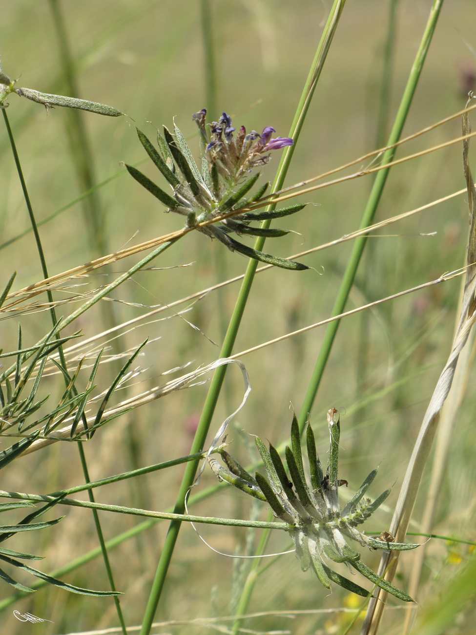 Image of Astragalus arbuscula specimen.