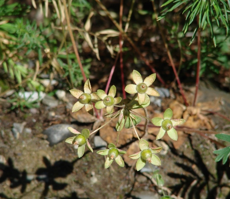 Image of Androsace maxima specimen.