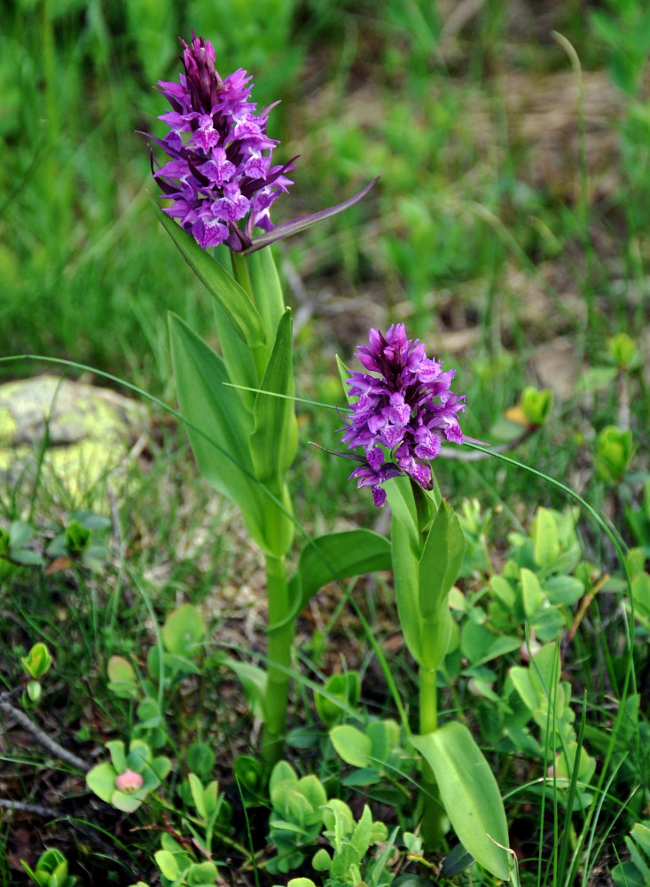 Изображение особи Dactylorhiza euxina.