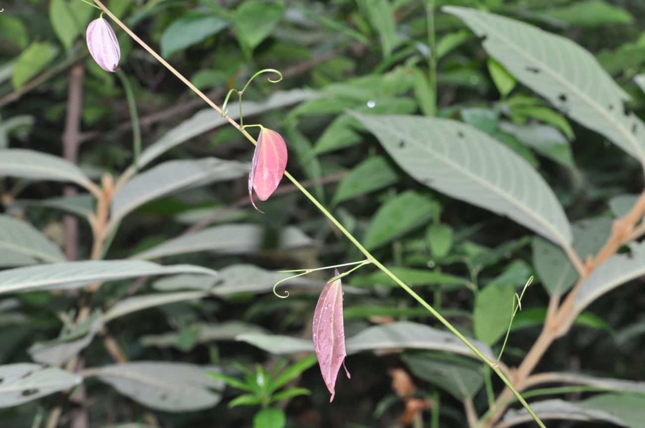 Image of Bauhinia championii specimen.