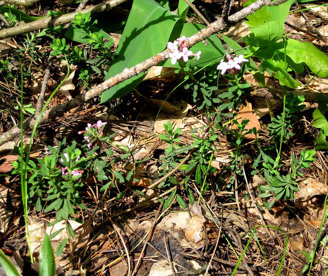 Image of Daphne cneorum specimen.