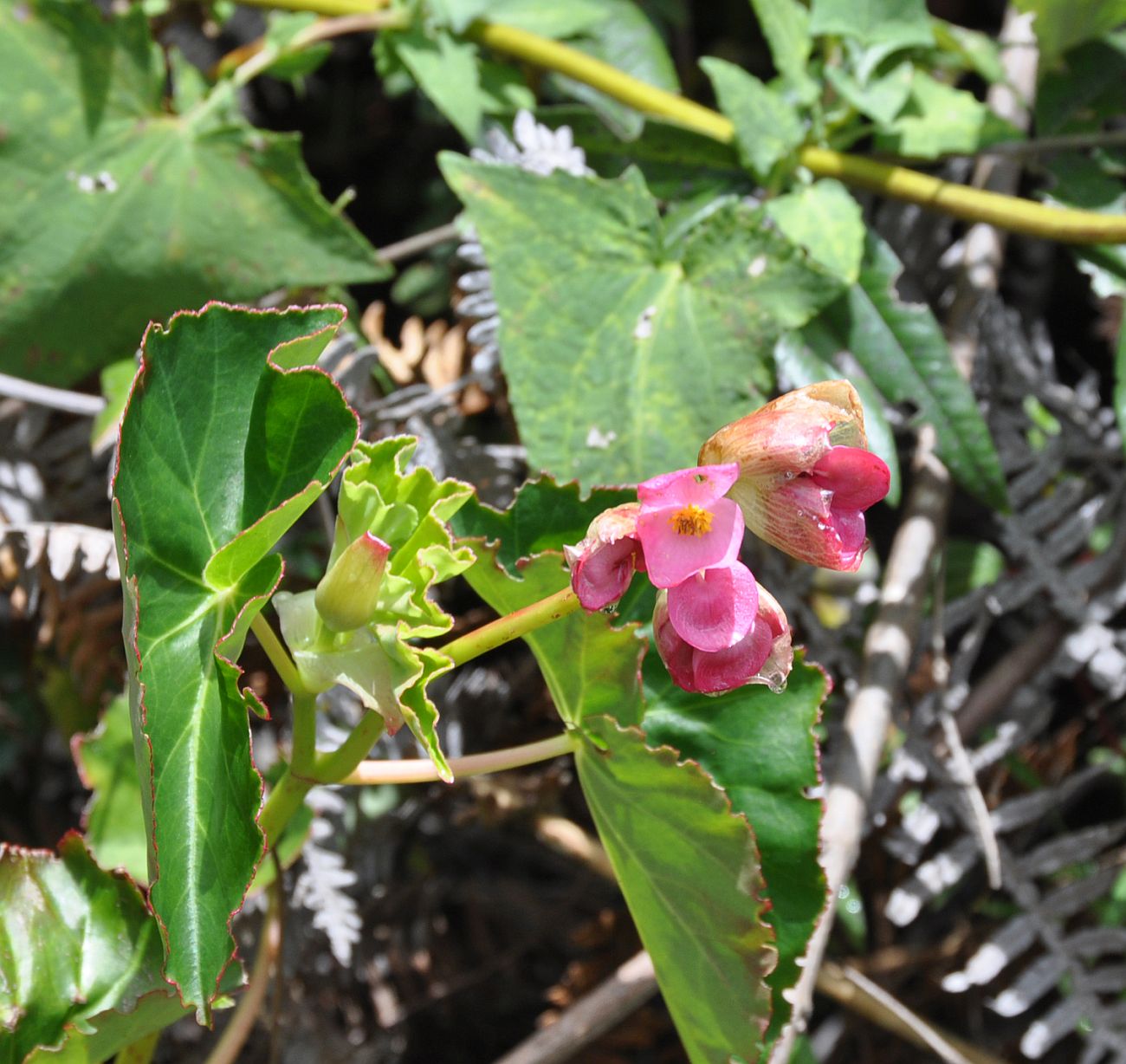 Image of Begonia bracteosa specimen.