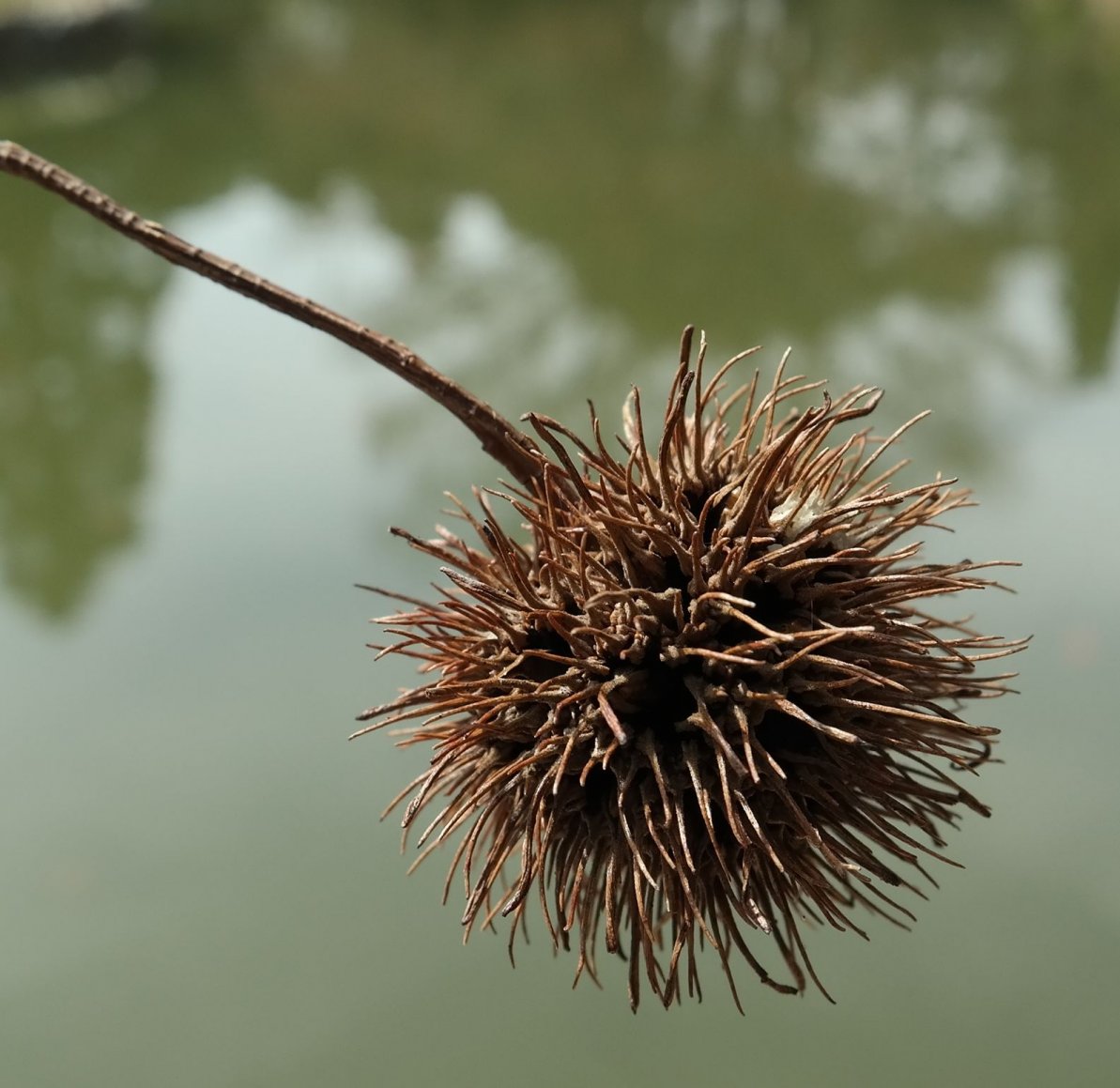 Image of Liquidambar formosana specimen.